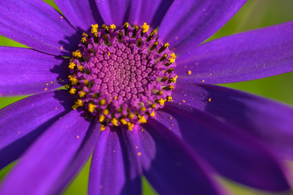 purple flower in macro shot