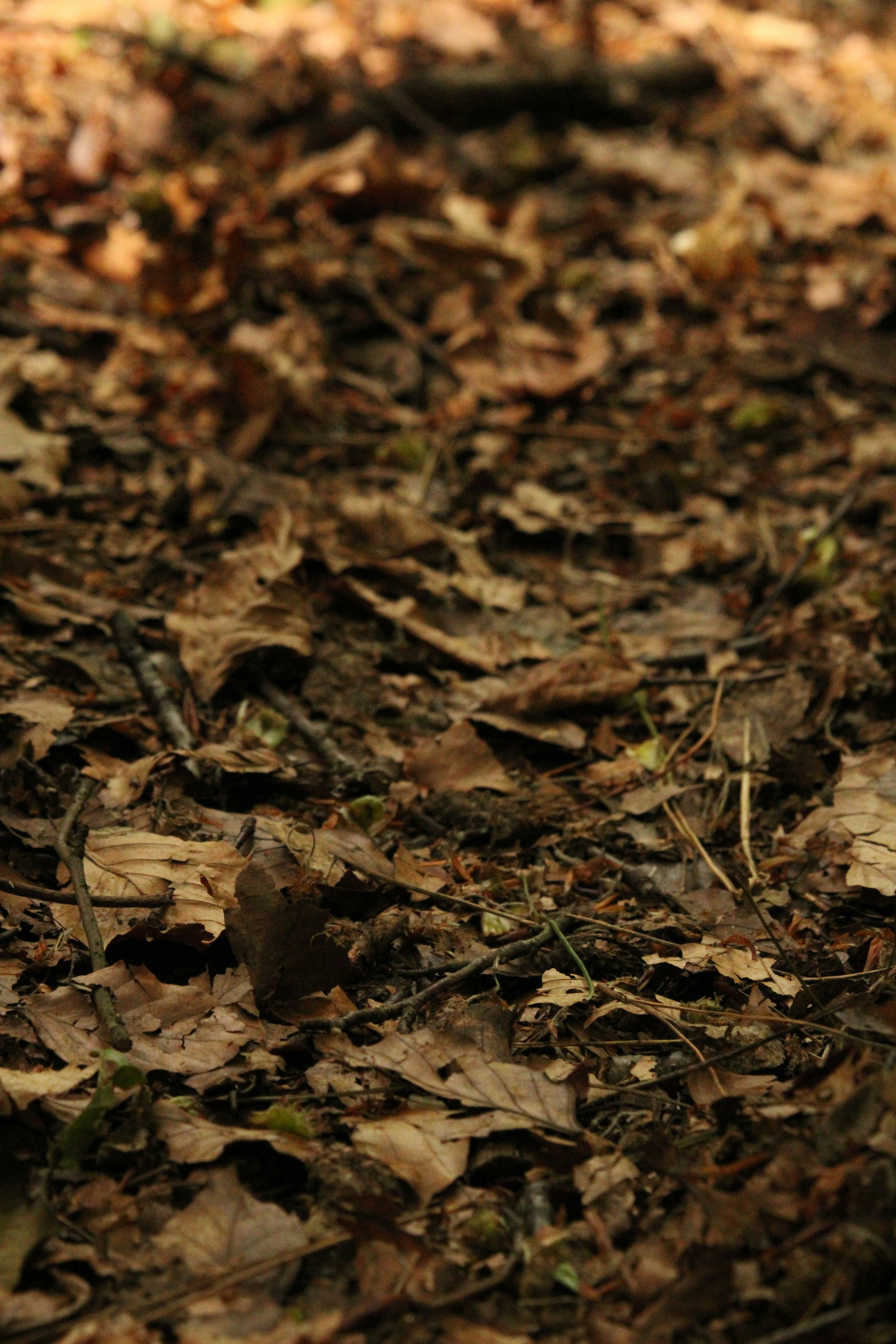 Photo by every_small_step_