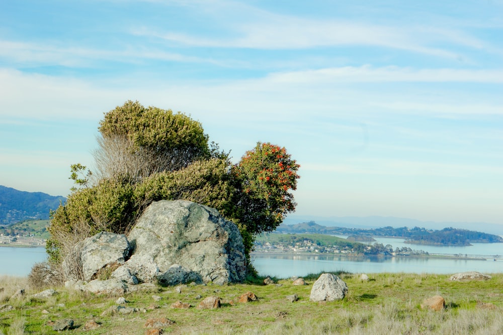 alberi verdi e marroni vicino allo specchio d'acqua durante il giorno