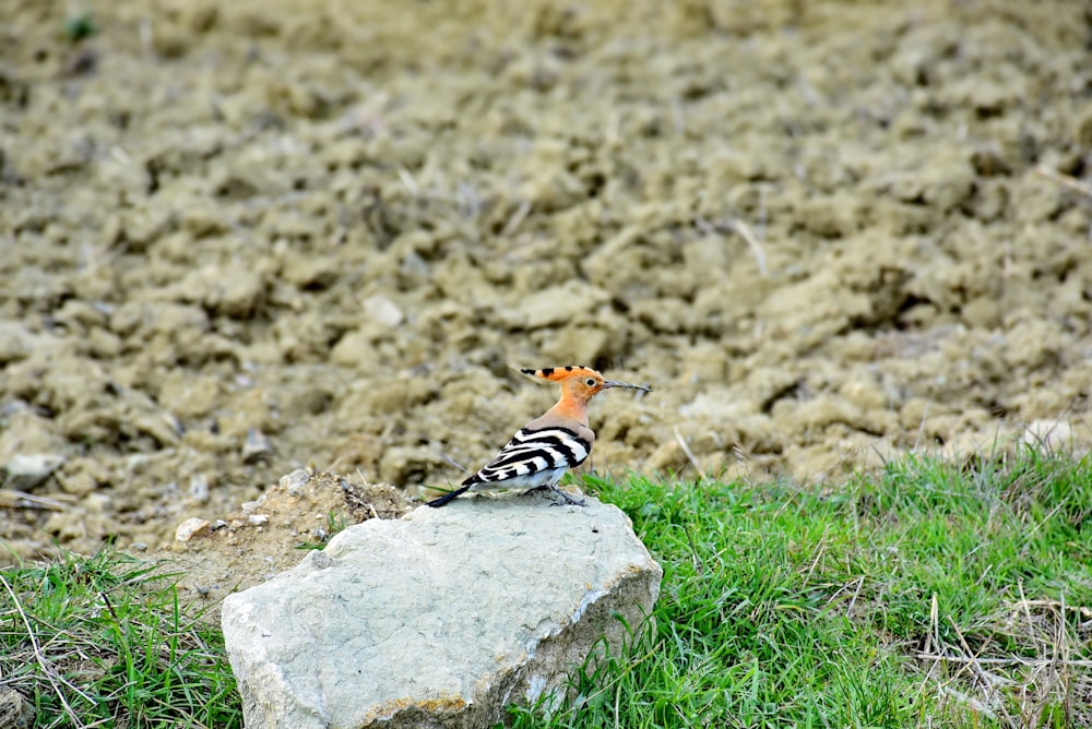 black white and brown bird on gray rock