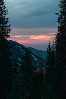 green trees near snow covered mountain during daytime