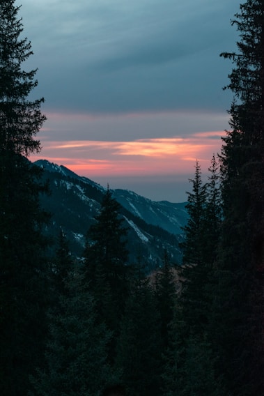 green trees near snow covered mountain during daytime