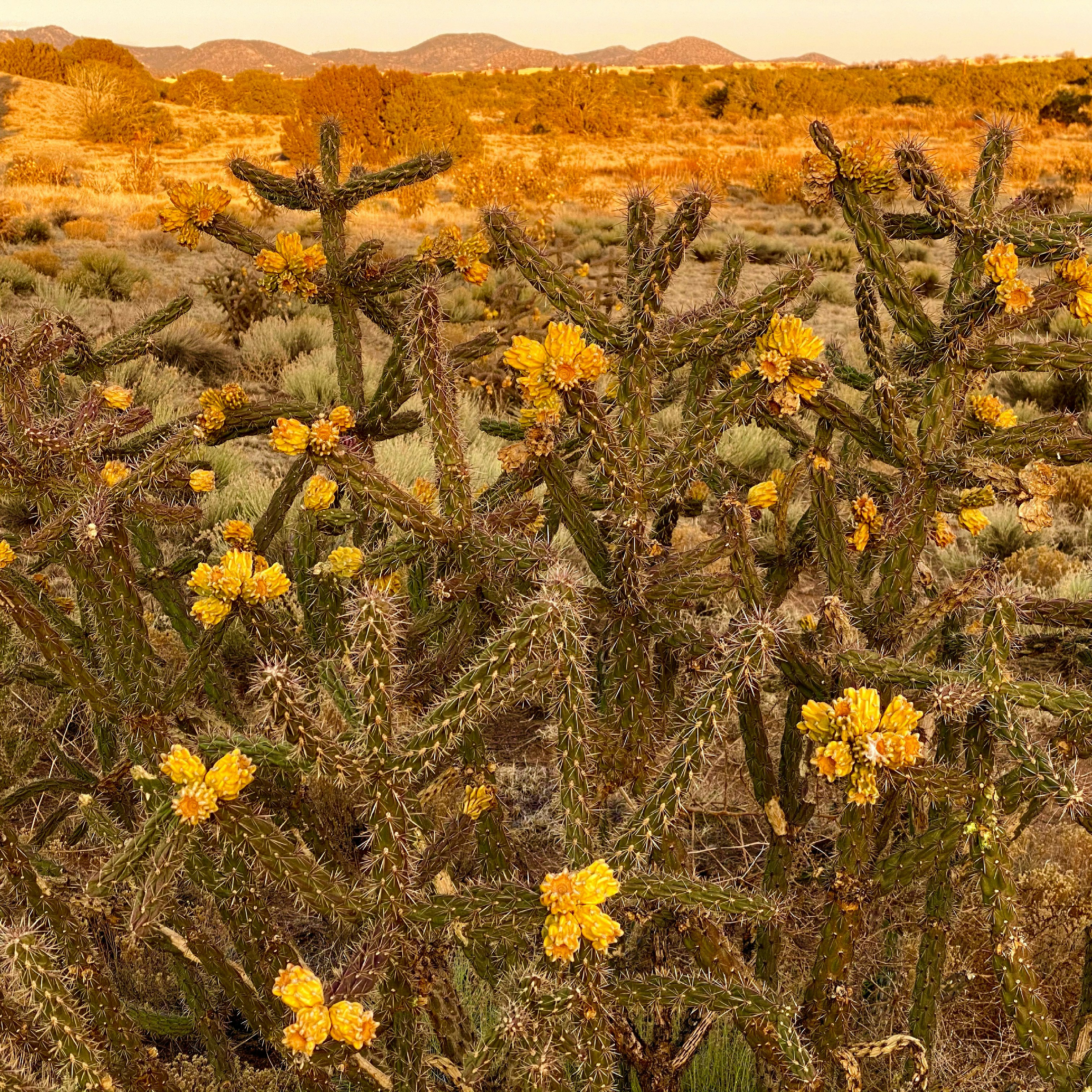 fleurs jaunes sur un champ brun pendant la journée