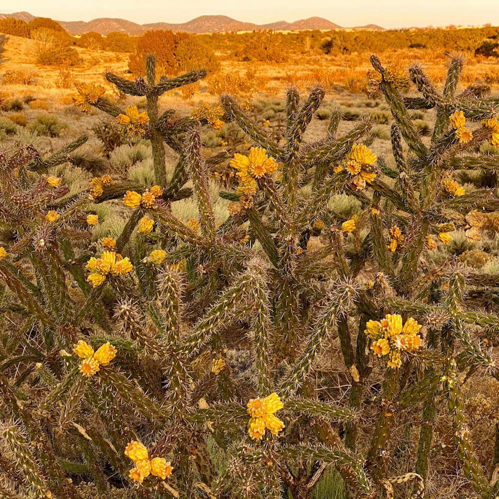 fiori gialli su campo marrone durante il giorno