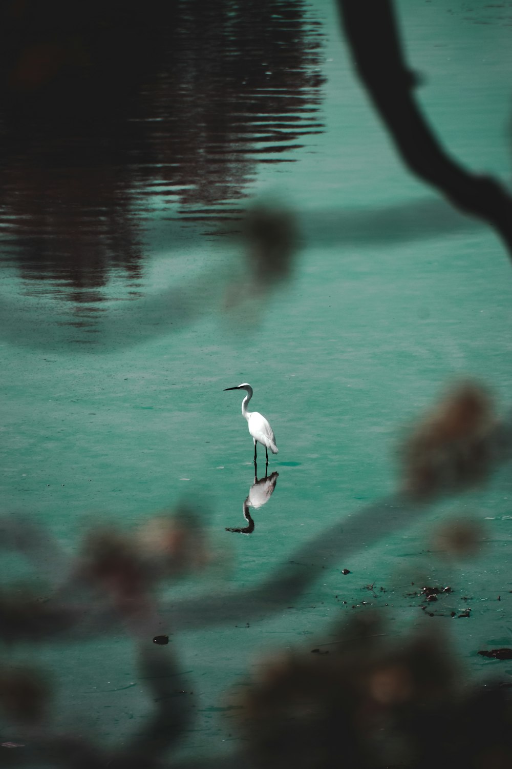 white bird flying over the water during daytime