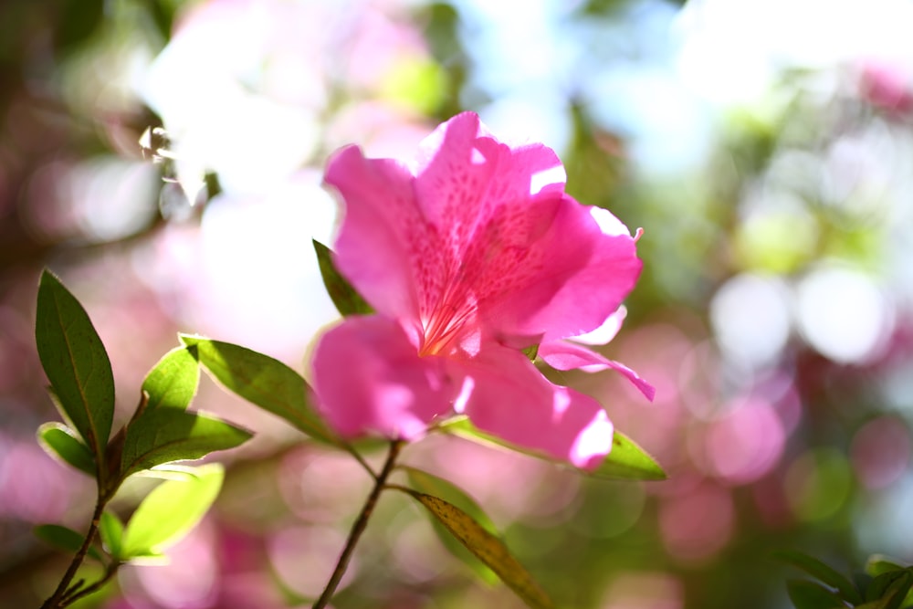 pink flower in tilt shift lens