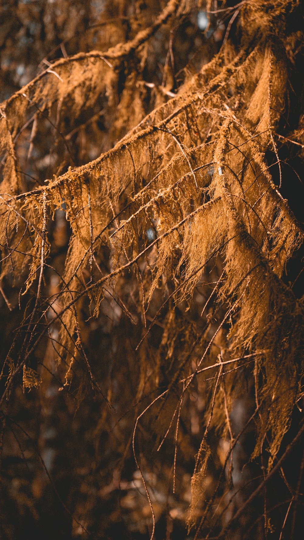 Hierba seca marrón en fotografía de primer plano