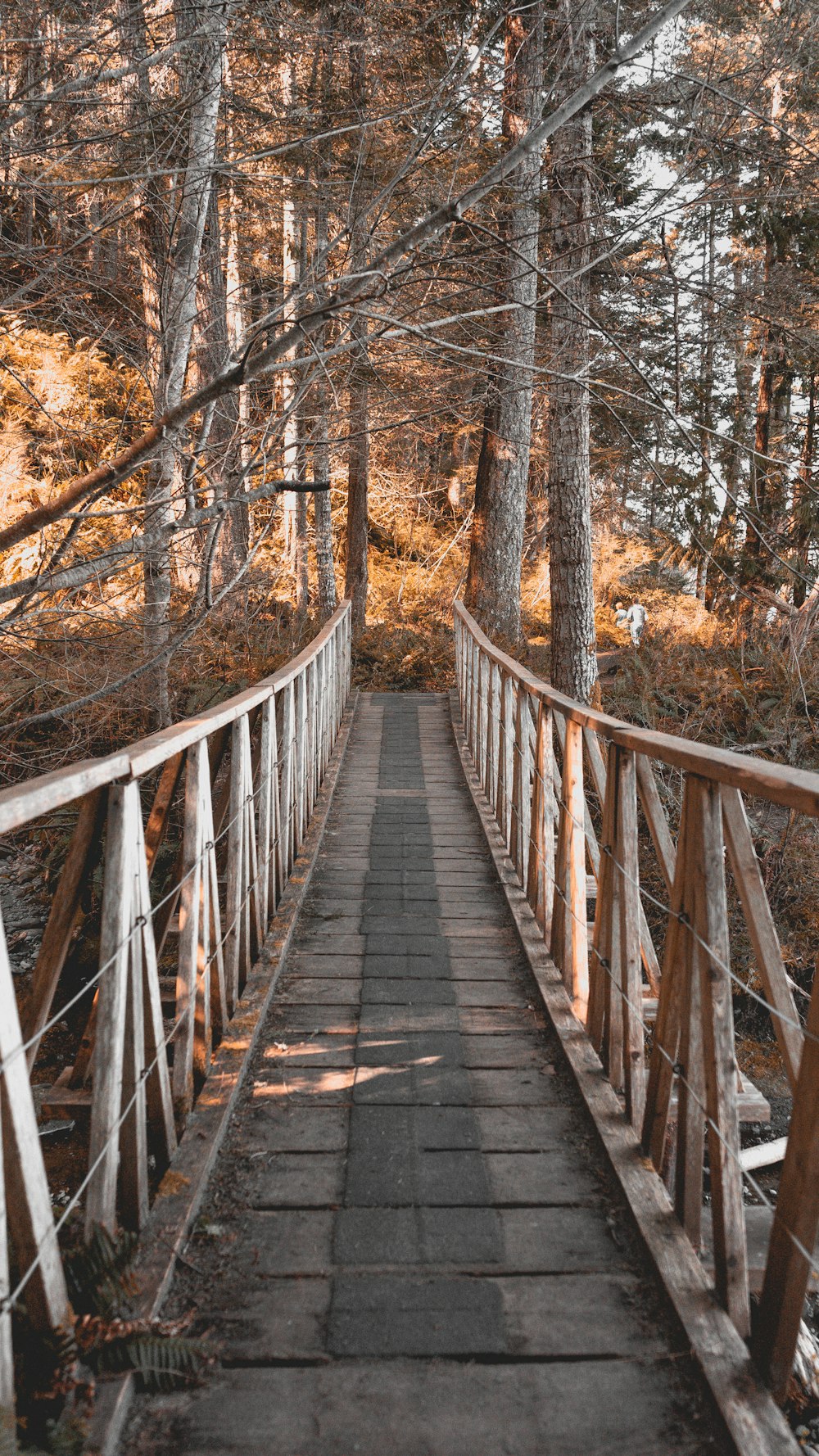 昼間の森の中の茶色の木橋