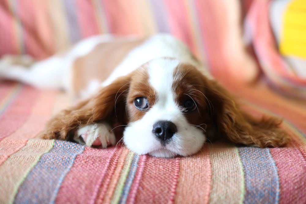 petit chien brun et blanc à poil long couché sur textile rouge et blanc