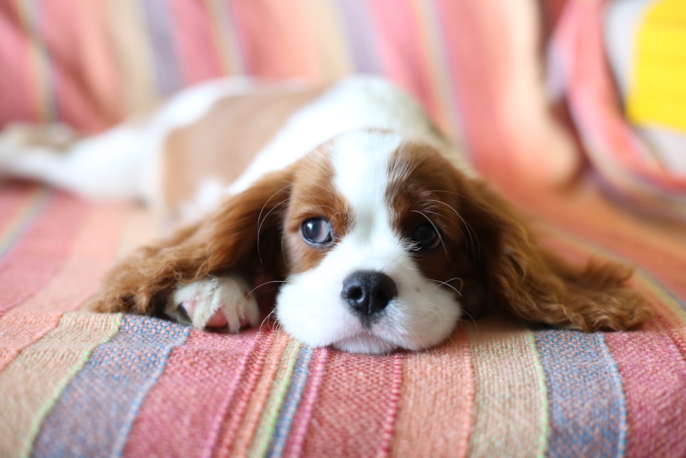 Cute Cavalier King Charles Spaniel Puppy Stock Image - Image of spotted,  summer: 43314267