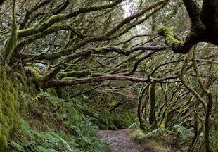 green moss on laurel tree