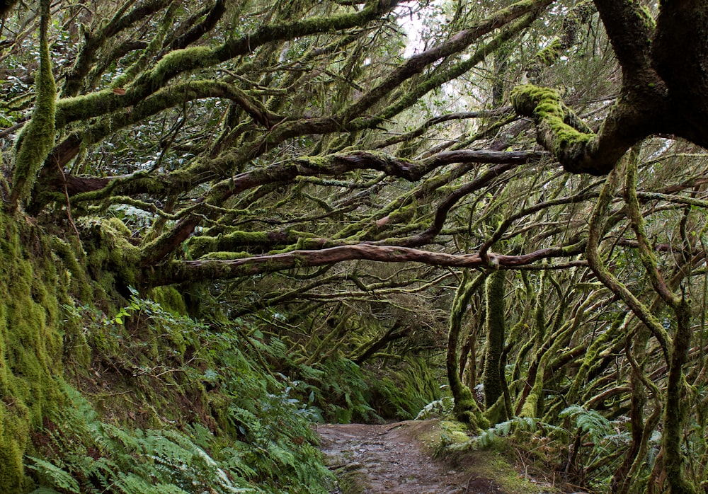 green moss on brown tree