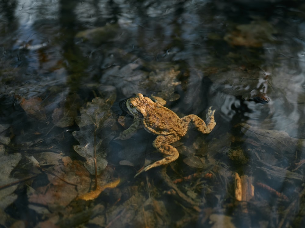 brown frog on water during daytime