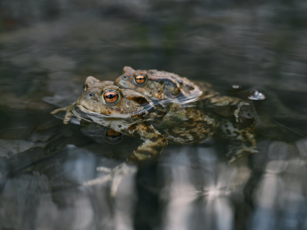 grenouille brune sur plan d’eau