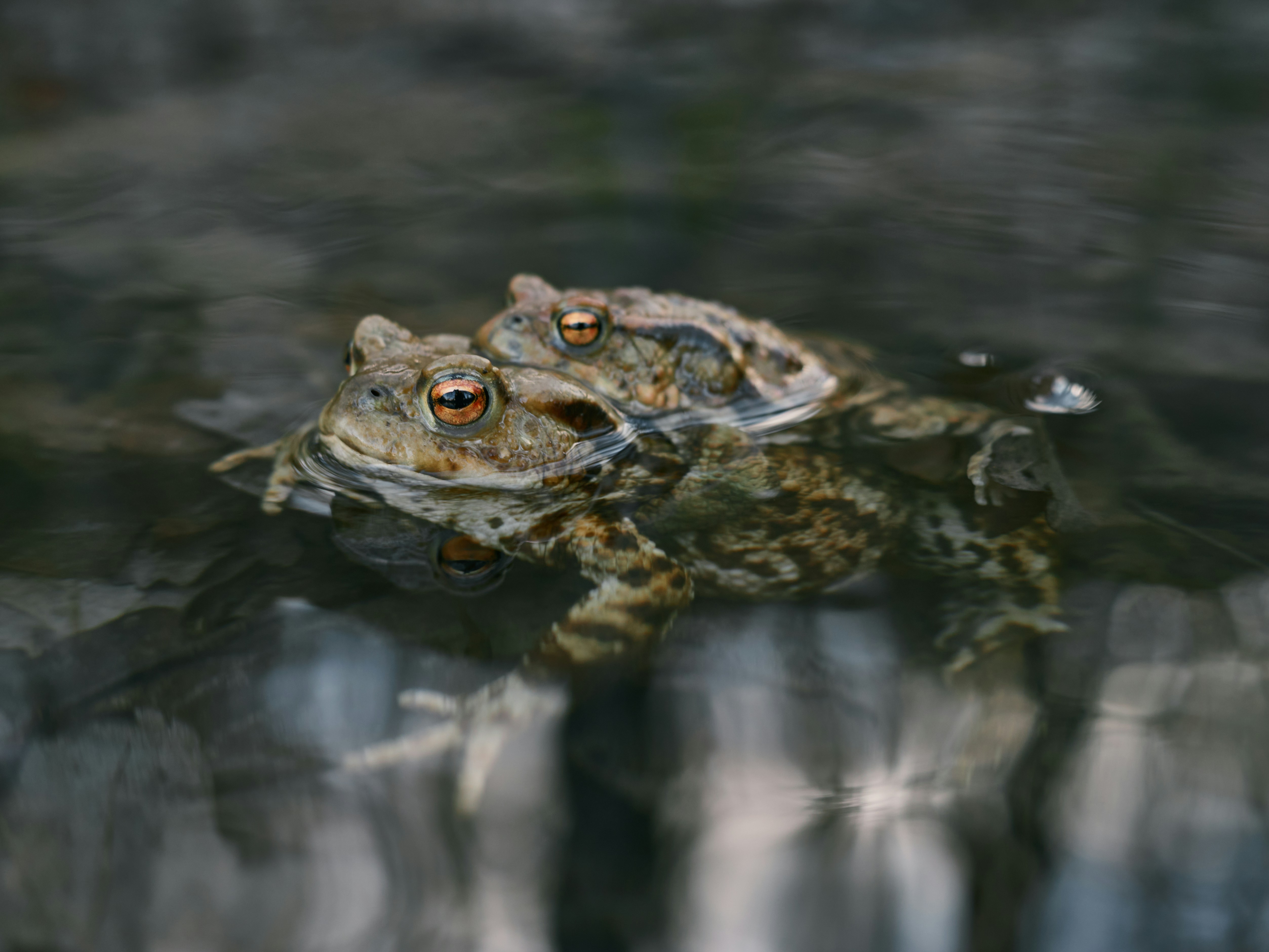 Mating frog in water