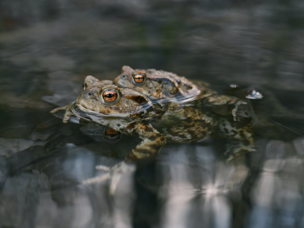 brown frog on body of water