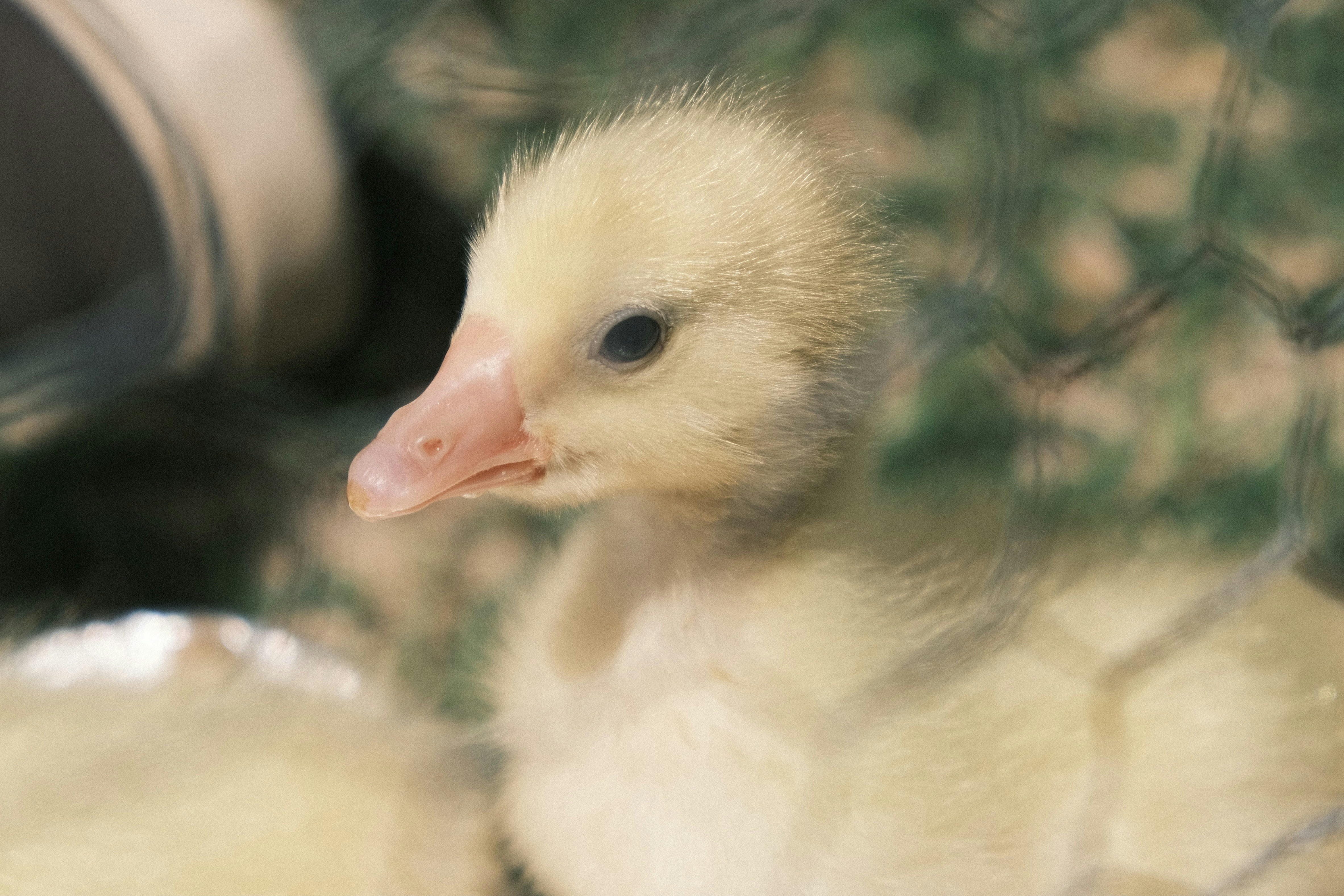 white duck in tilt shift lens