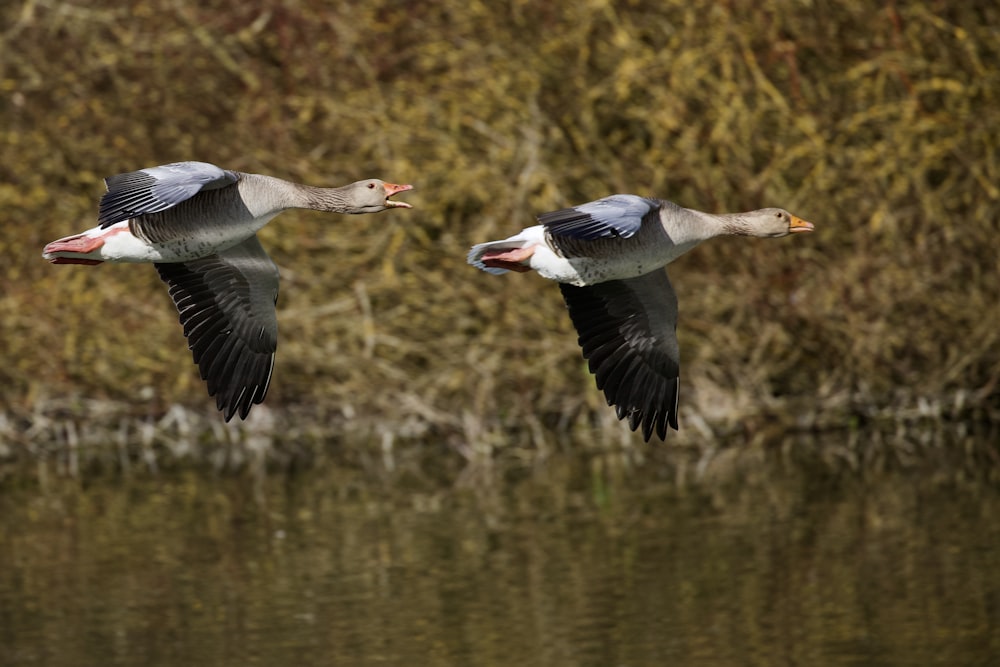 two white and black geese flying over green grass during daytime