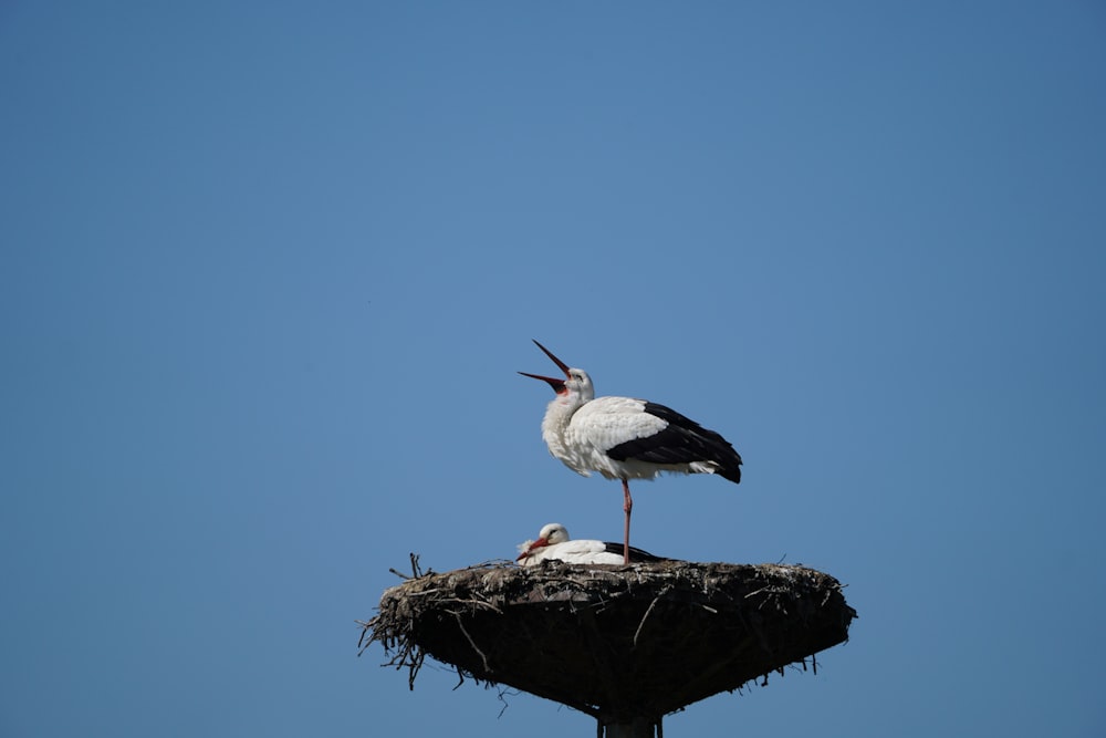 white stork perched on nest during daytime