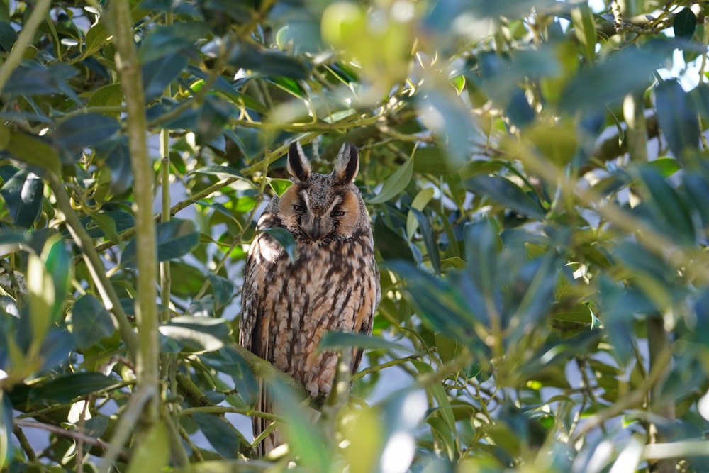 brown owl perched on green tree during daytime