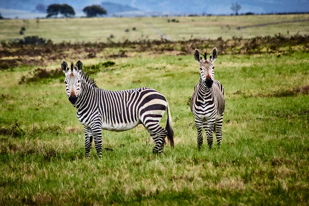 zebra on green grass field during daytime