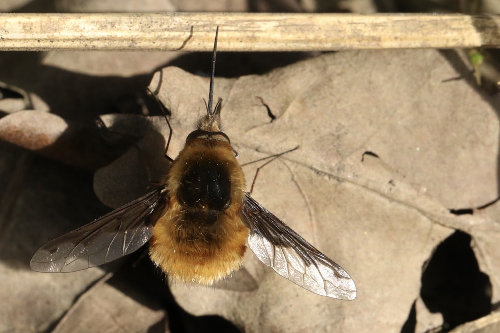 black and yellow bee on brown wooden surface