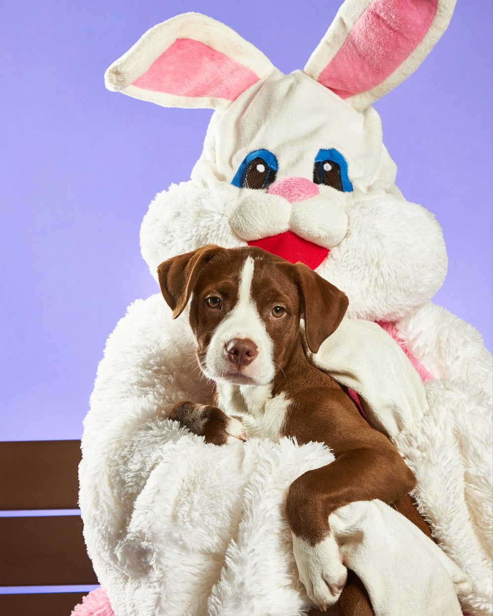 brown and white short coated dog wearing santa hat