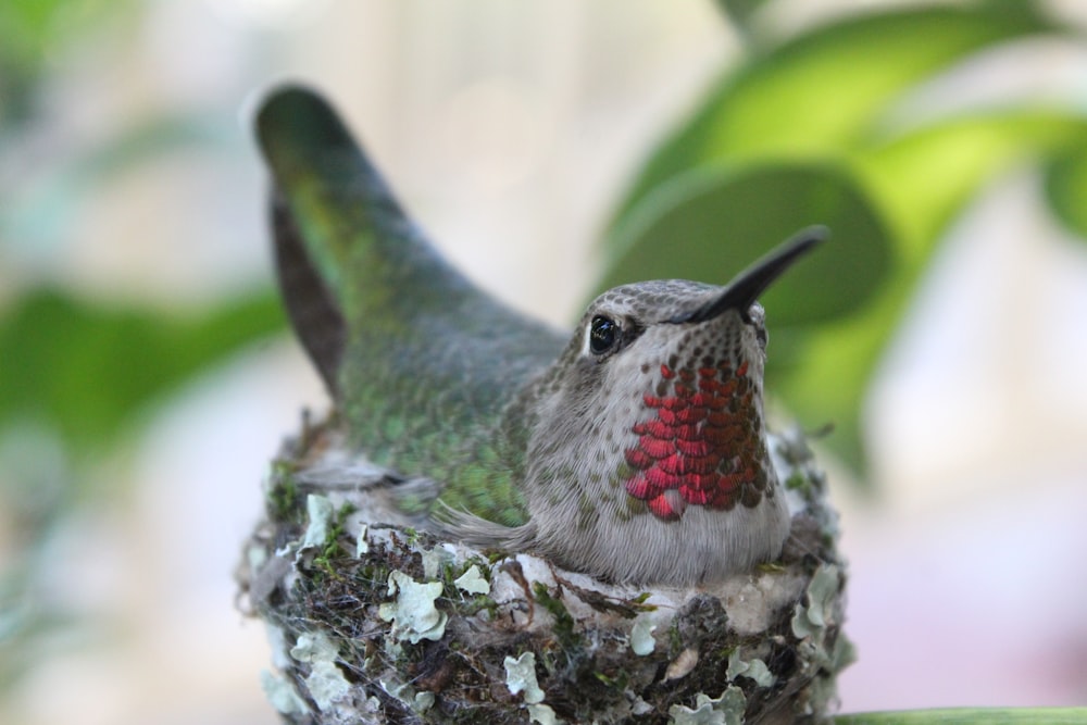 a small bird sitting on top of a nest