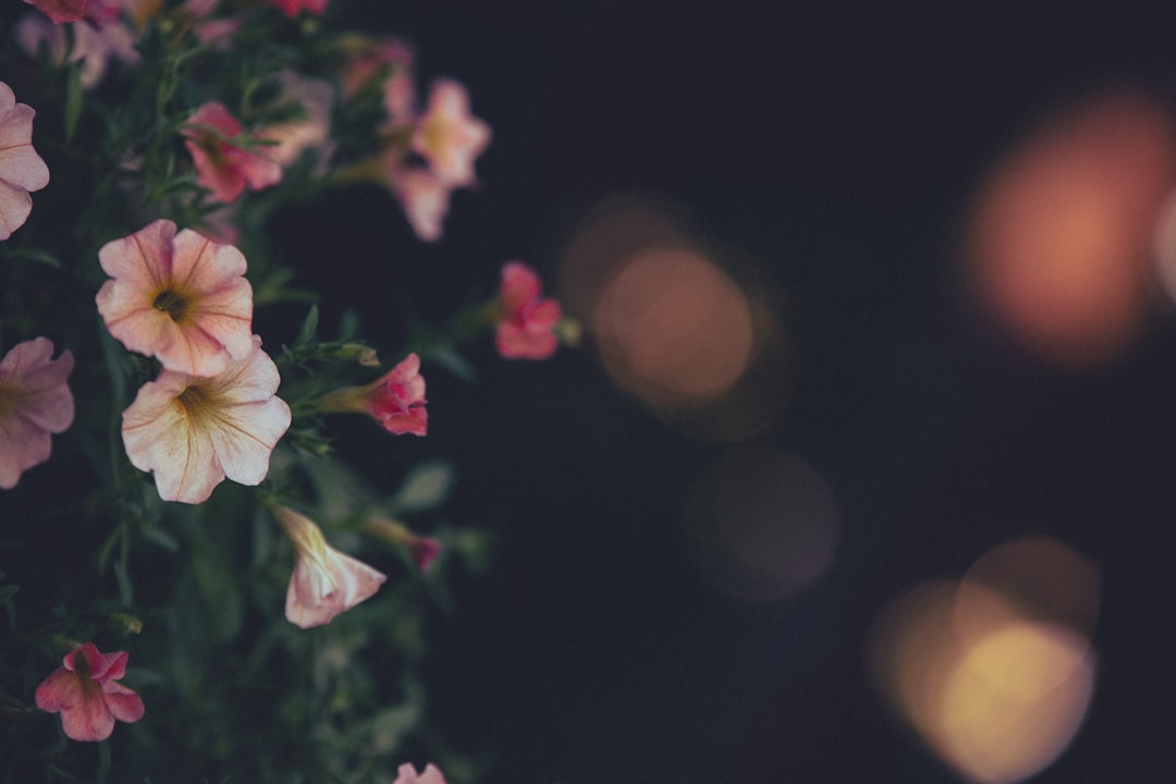 white and pink flower in tilt shift lens