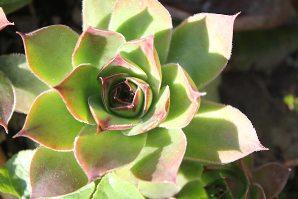 Close-up of a rosette-shaped succulent with rich green leaves edged in red under soft sunlight.