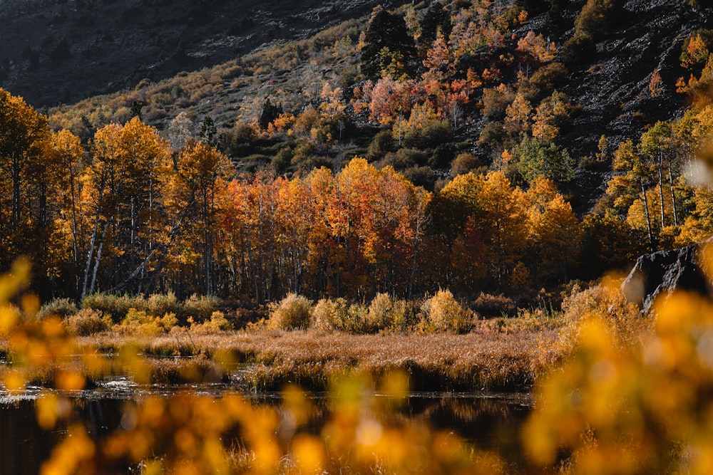 brown trees near lake and mountain during daytime