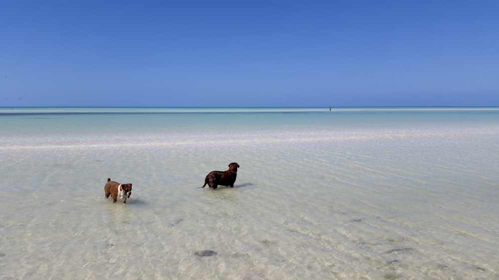 2 dogs on white sand beach during daytime