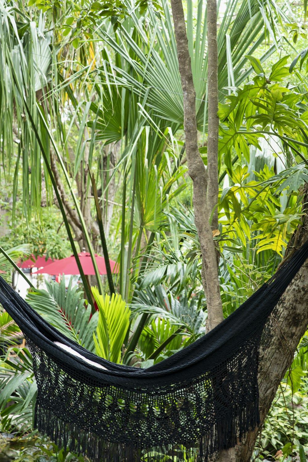 black hammock near green palm tree