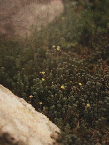 Close-up of delicate evergreen ground cover and moss around natural stones in a compact grave garden.