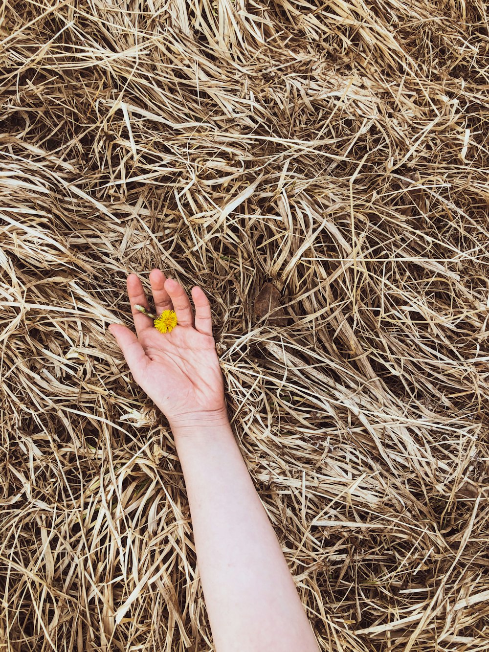persona sosteniendo una flor amarilla sobre hierba seca marrón