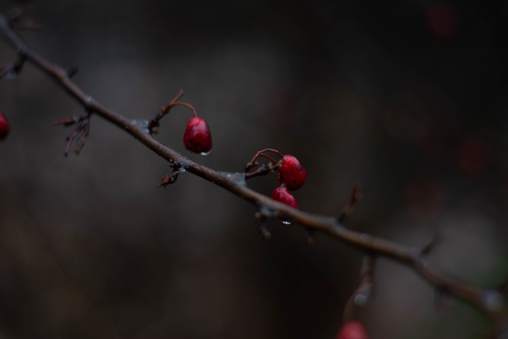 red round fruit in close up photography