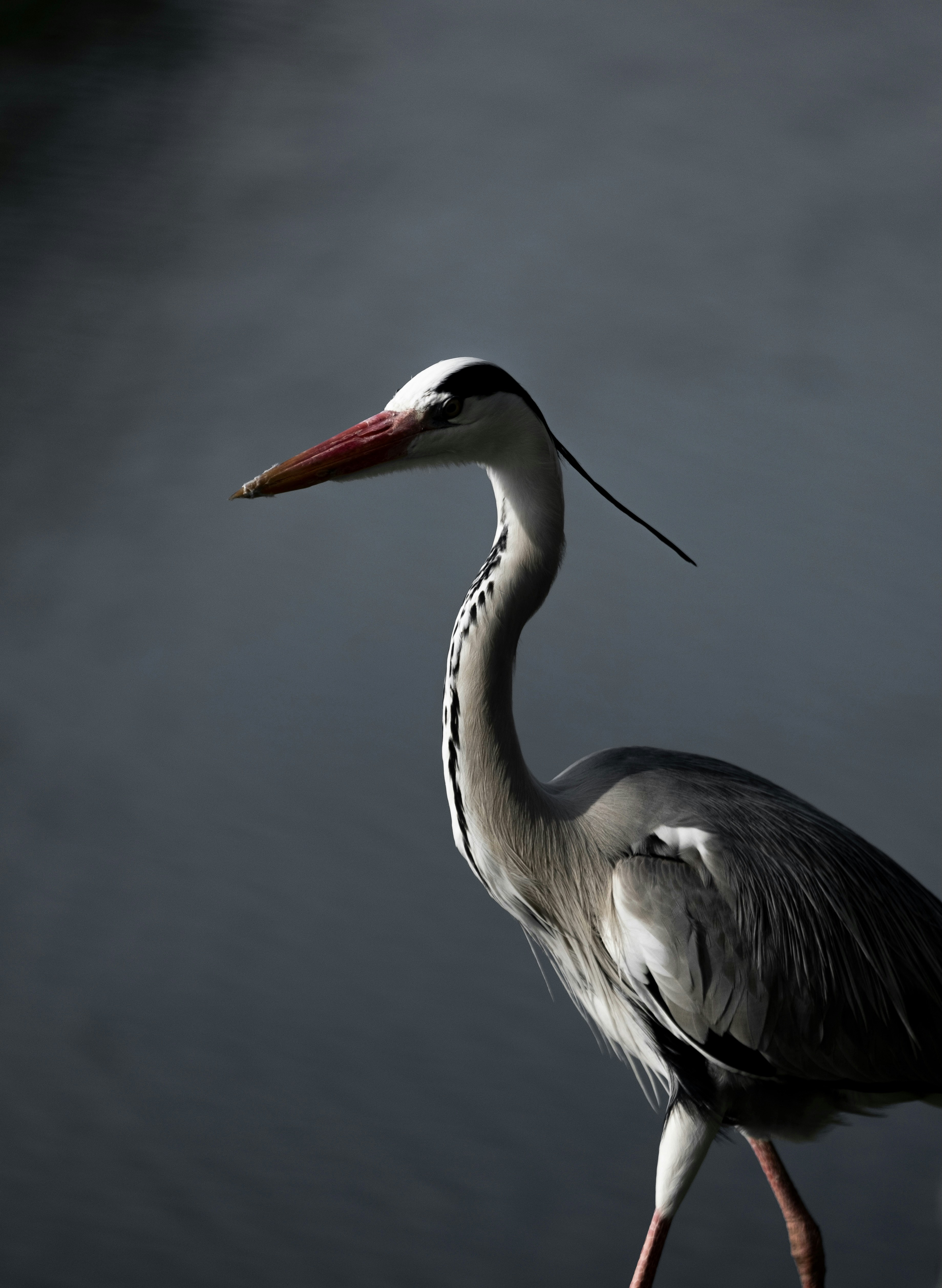 Photo by bubgraphics