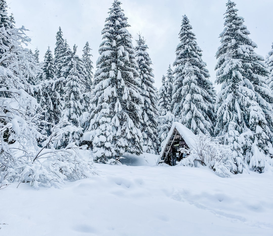 snow covered pine trees and house during daytime