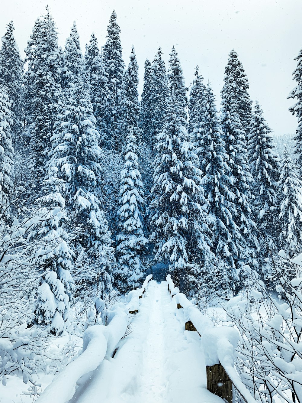 snow covered pine trees during daytime