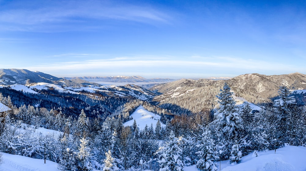 snow covered trees and mountains during daytime