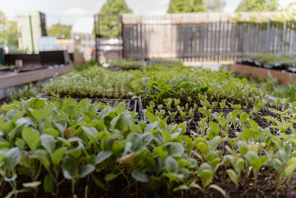 Plantes vertes sur le jardin pendant la journée