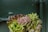 A variety of fresh, leafy greens and sprouts are arranged in a container against a textured dark green background. The leaves range from bright green to deep purple, with some small purple sprouts in the center adding contrast.