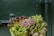 A variety of fresh, leafy greens and sprouts are arranged in a container against a textured dark green background. The leaves range from bright green to deep purple, with some small purple sprouts in the center adding contrast.