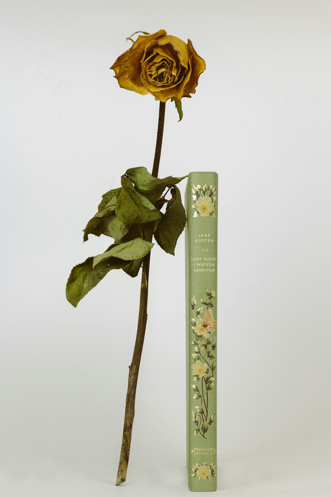 yellow rose in bloom on white wooden post