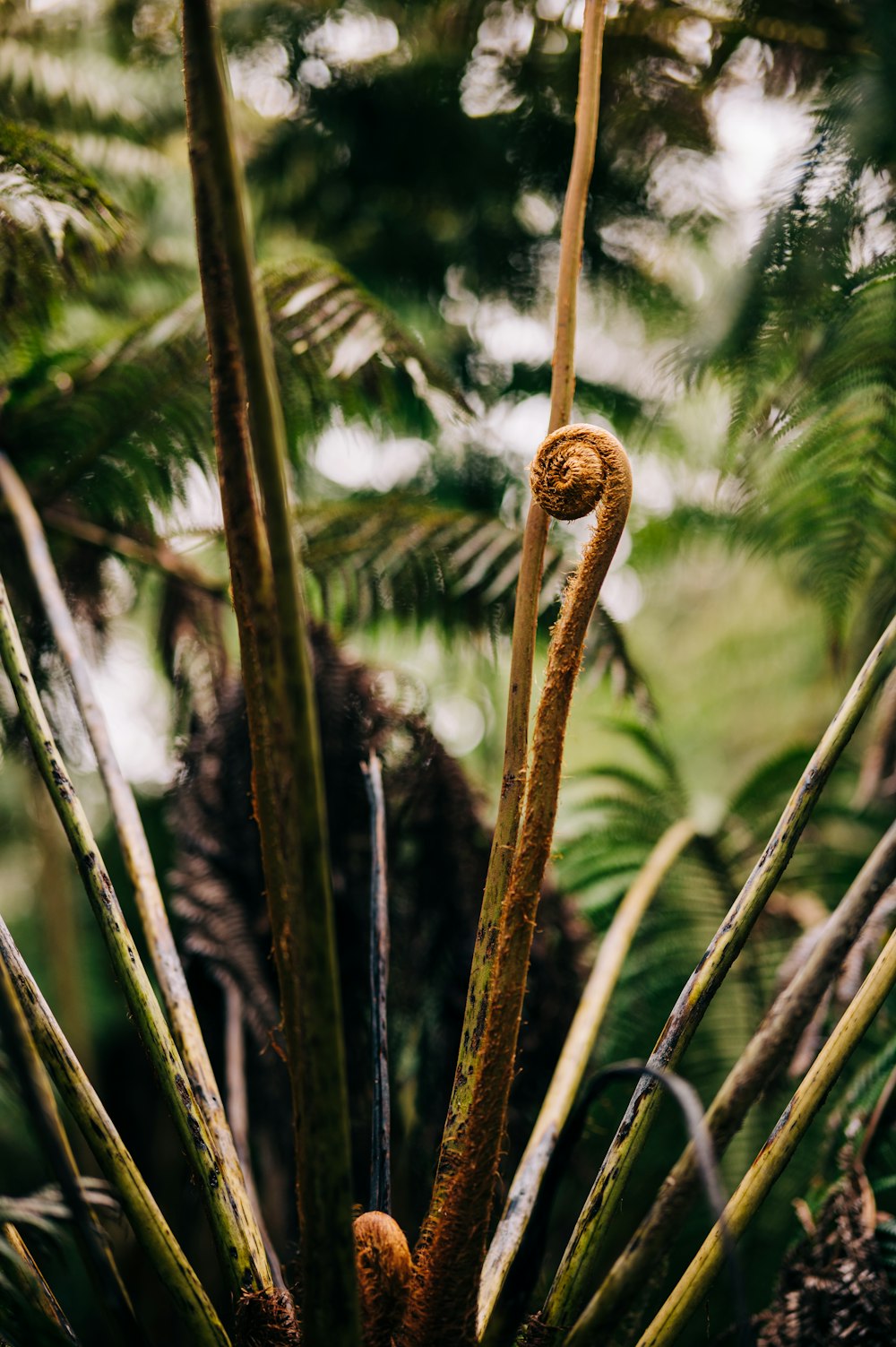 brown plant in tilt shift lens