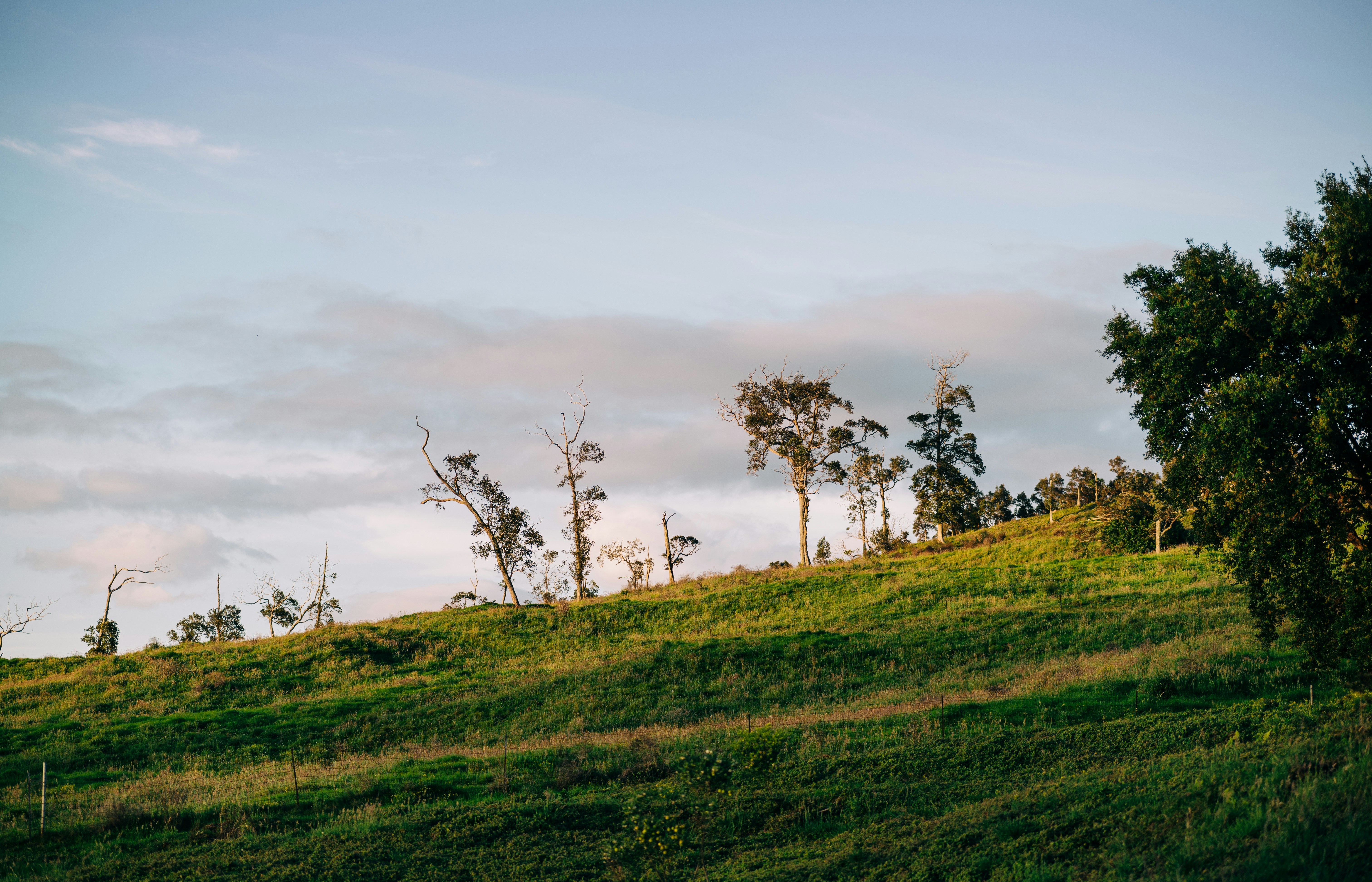 green grass field with trees under white sky during daytime