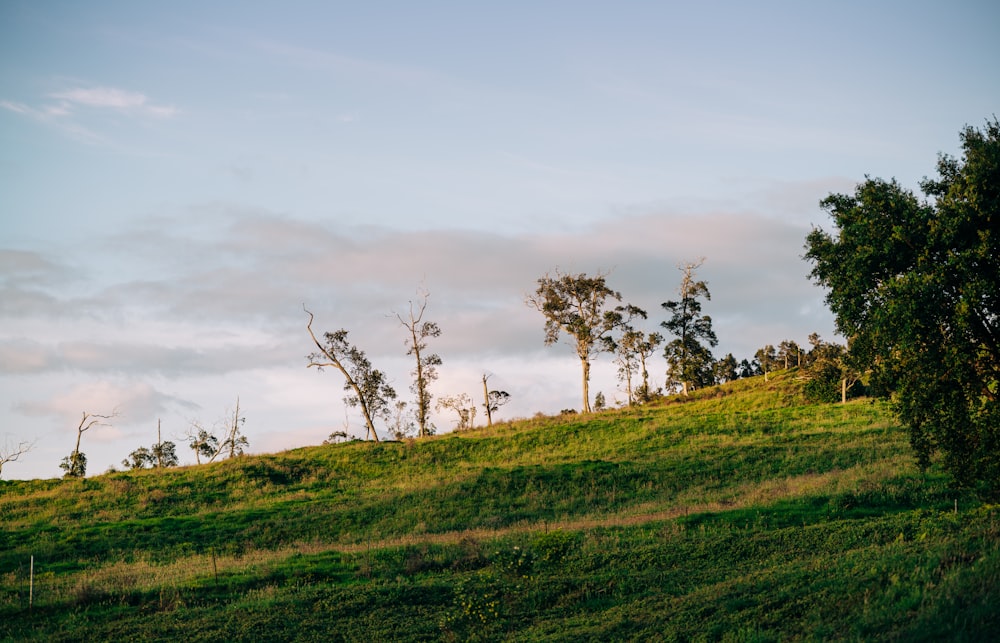 green grass field with trees under white sky during daytime