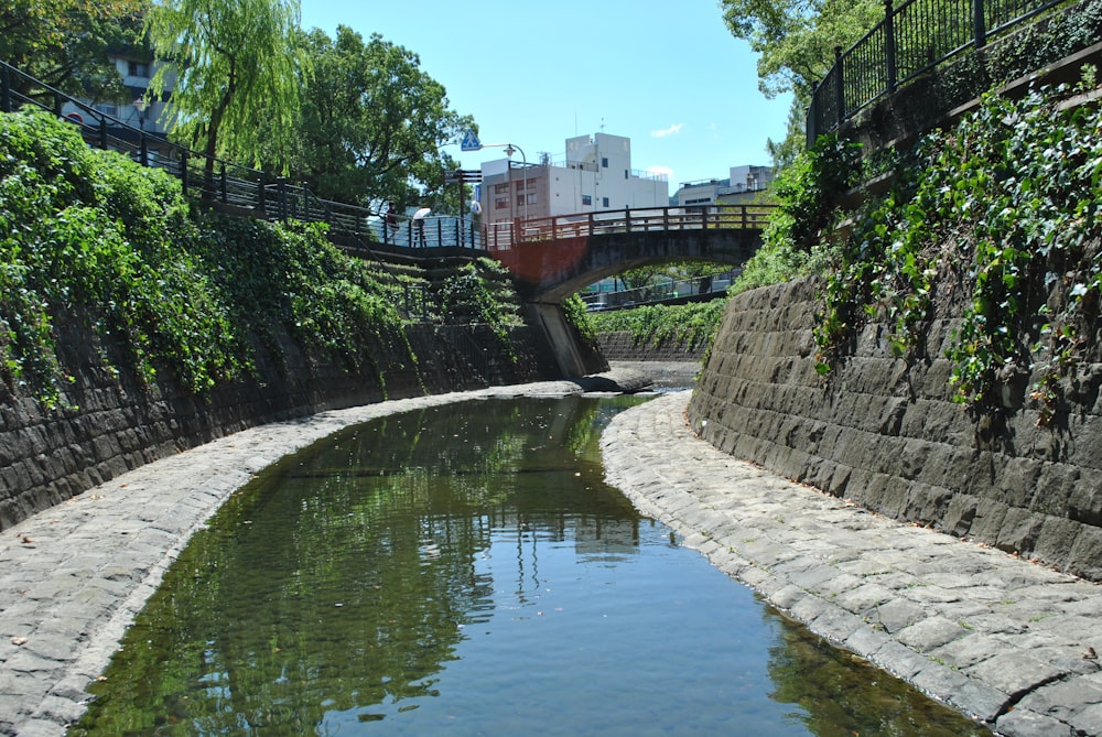 green trees beside river during daytime