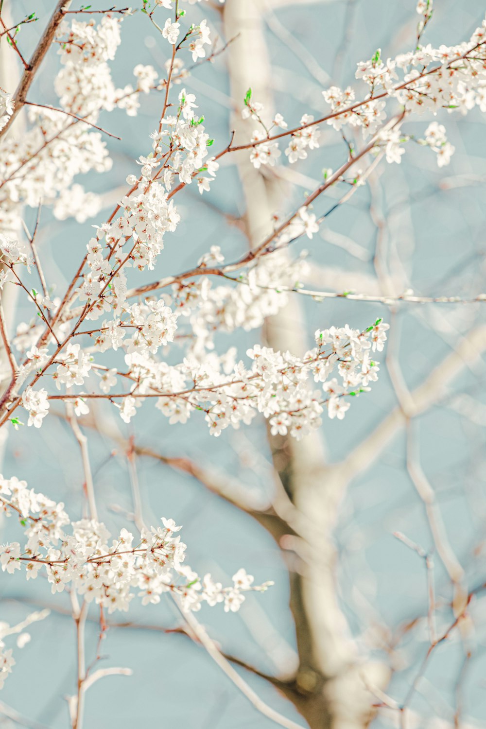 white cherry blossom tree in close up photography