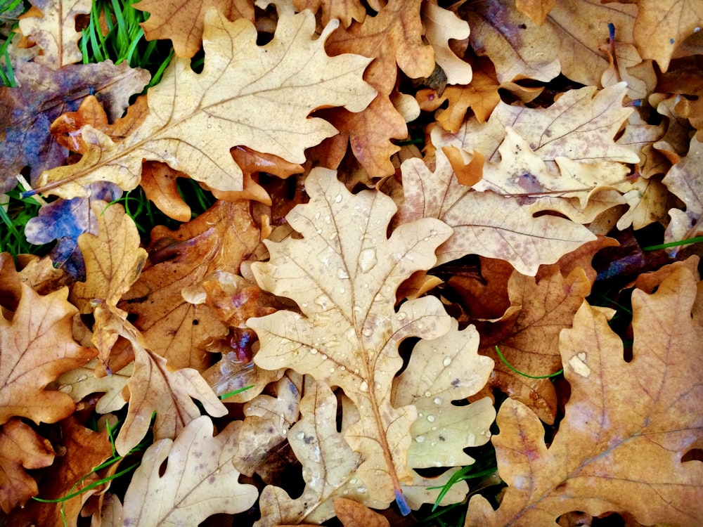 brown and red maple leaves